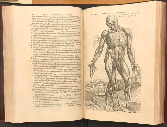 The book De Humani Corporis Fabrica by Andreas Vesalius is opened to pages 180, a page of text, and 181 an illustration of a human body standing upright depicting muscles and tissue.